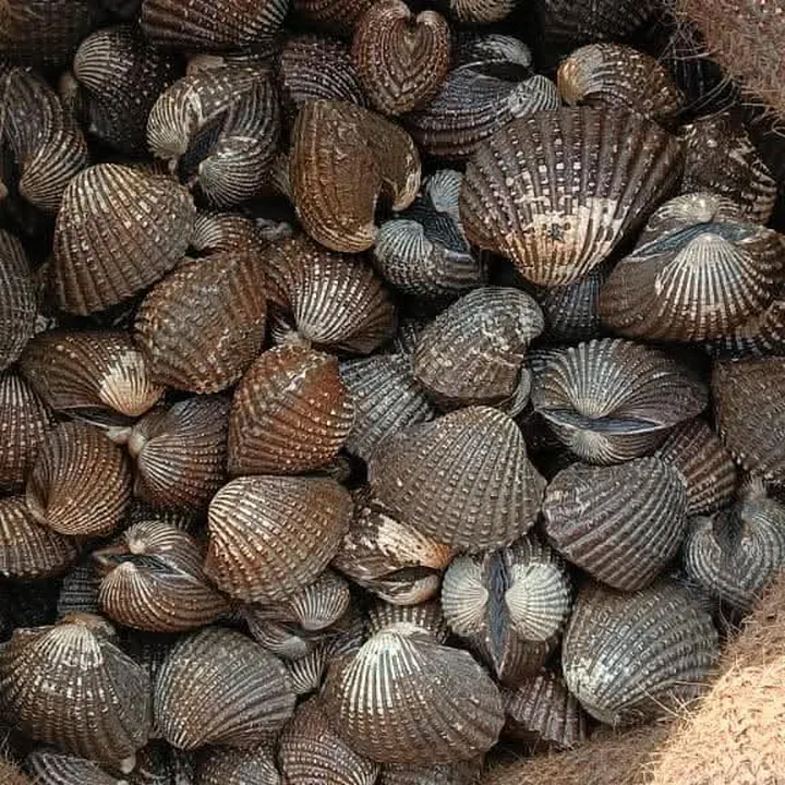 หอยแครง (Live Blood Clam)