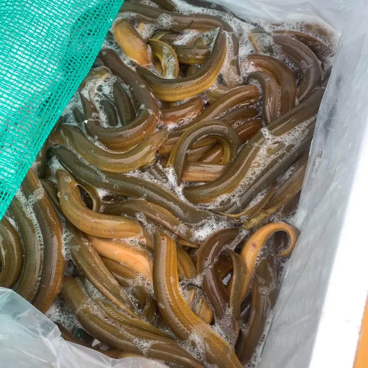 ปลาไหล (Live Eel Fish)