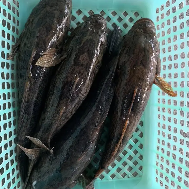 ปลาบู่ (Live Goby Fish)